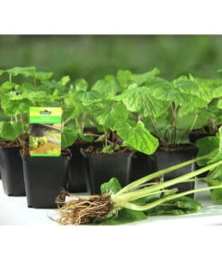 Wasabi 15 Wasabi -Garten Umfassend Geschäft 20120718 WE MO 001 Wasabi Gs kleine Planzen 03