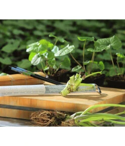 Wasabi 14 Wasabi -Garten Umfassend Geschäft 20120718 WE MO 002 Wasabi Gs Reibe Matte Totale