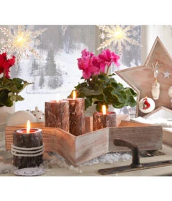 Alpenveilchen, Gefranst -Garten Umfassend Geschäft 20150914 WE MO 023 Weihnachtsshooting 2015