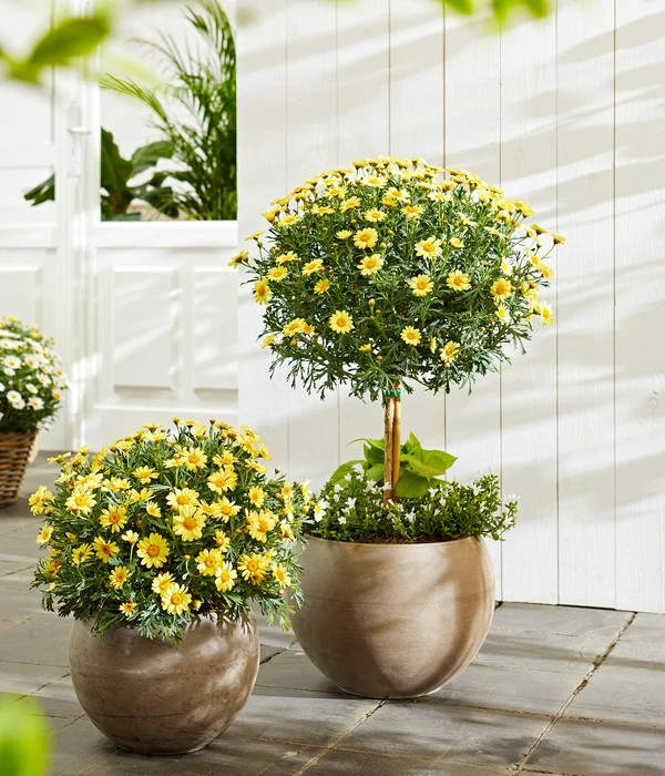 Margerite, Stämmchen, Verschiedene Farben 4 Margerite, Stämmchen, Verschiedene Farben – Bild 2