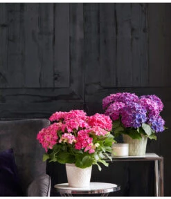 Hortensie - Hydrangea Macrophylla 'Curly Wurly' -Garten Umfassend Geschäft 20180525 PR MO 003 HortensienCurly