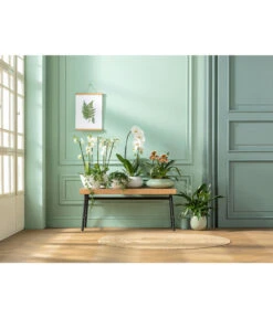 Kleine Zimmerrebe - Cissus Striata -Garten Umfassend Geschäft 20181115 PR MO 001 Orchideen GC01 01