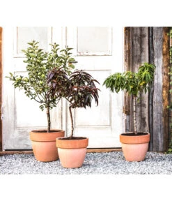 Zwergpfirsich 'Amber Pix Zee' -Garten Umfassend Geschäft 20190626 WE MO 002 ZwergundSaeulenobst GC10 2020