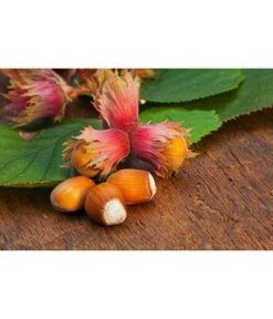 Dehner Haselnuss 'Rote Zellernuss' -Garten Umfassend Geschäft 20200701 PR MO RoteZellernuss 32927418 123rf