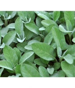 Dehner Gourmet Garten Salbei -Garten Umfassend Geschäft 2782373 BildD 001 GourmetGartenSilbersalbeiCulinariaGgSalbeiCulinaria