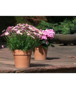 Spang Terrakotta-Pflanzgefäß Calima -Garten Umfassend Geschäft 2919595 2919652 2919694 2919736 2919835 2919843 WE MO 001 TerrakottaTopfCalima