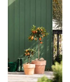 Spang Terrakotta-Pflanzgefäß Calima -Garten Umfassend Geschäft 2919595 2919652 2919694 2919736 2919835 2919843 WE MO 003 TerrakottaTopfCalima