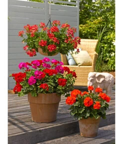 Spang Terrakotta-Pflanzgefäß Calima -Garten Umfassend Geschäft 2919595 2919652 2919694 2919736 2919835 2919843 WE MO 004 TerrakottaTopfCalima