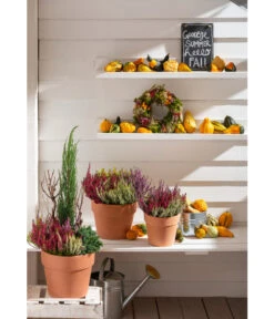 Spang Terrakotta-Pflanzgefäß Calima -Garten Umfassend Geschäft 2919595 2919843 2919736 2919694 2919835 2919652 WE MO 012 TerrakottaPflanzgefaessCalima