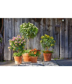 Spang Terrakotta-Pflanzgefäß Calima -Garten Umfassend Geschäft 2919652 2919694 2919595 2919843 2919736 2919835 WE MO 008 CalimaTerra