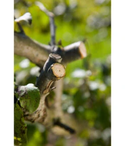 GARDENA Comfort Ratschenschere SmartCut -Garten Umfassend Geschäft 3657947 WE MO 003 GardenaComfortRatschenschereSmartCut