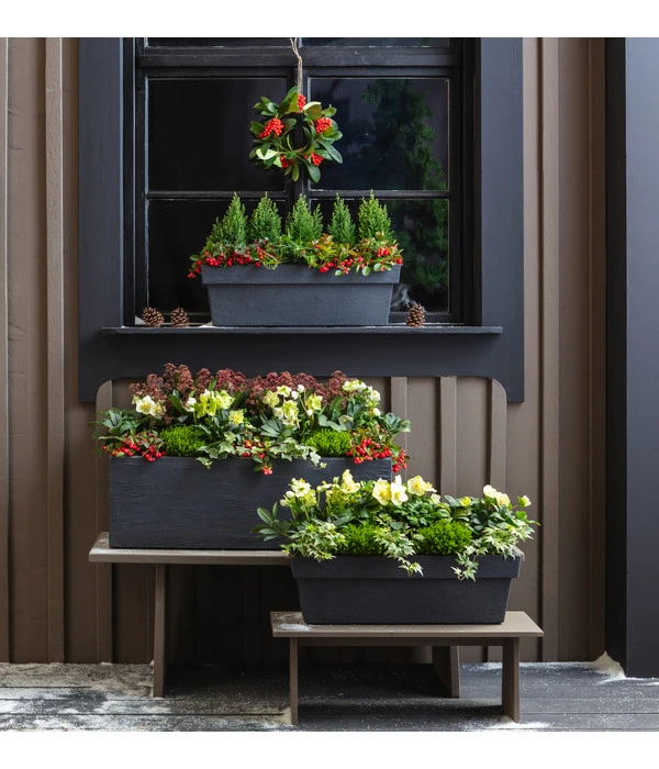 Efeu, Verschiedene Sorten 8 Efeu, Verschiedene Sorten – Bild 6