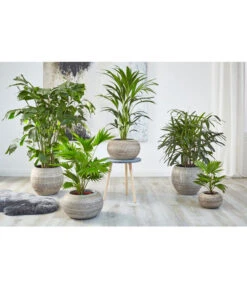 Fischschwanzpalme - Caryota Mitis 7 Fischschwanzpalme - Caryota Mitis -Garten Umfassend Geschäft 4023768 PR MO 001 TopfNewLookPalmen