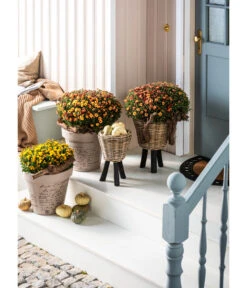 Van Der Leeden Rattan-Topf -Garten Umfassend Geschäft 4036943 WE MO 003 RattanTopfhochbraun