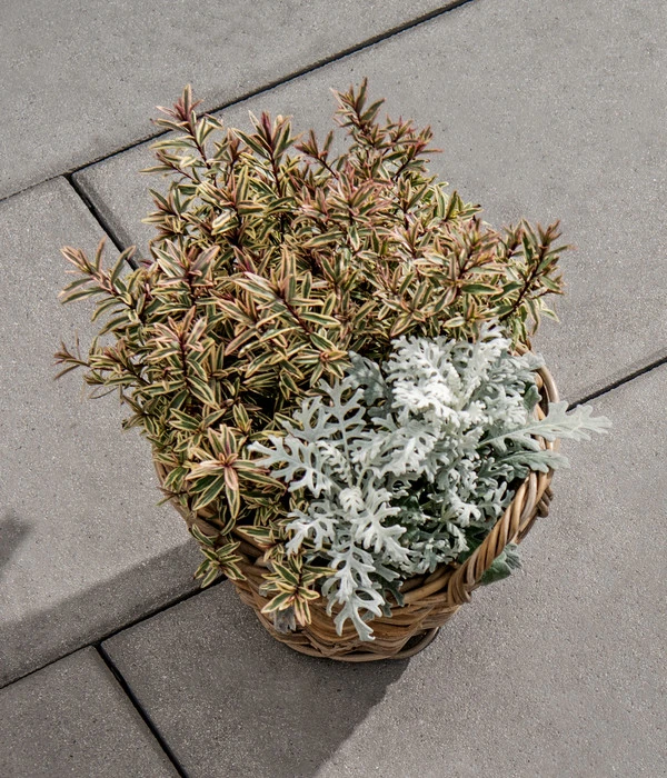 Diephaus Terrassenplatte Rustica, Ca. B60/H4/T40 Cm 4 Diephaus Terrassenplatte Rustica, Ca. B60/H4/T40 Cm – Bild 2