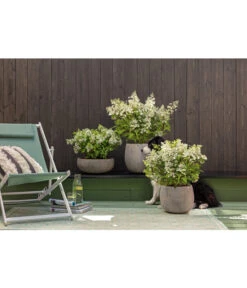 Dehner Leichtbeton-Topf Balloon Stone, Grau -Garten Umfassend Geschäft 4058046 4058087 4057972 WE MO 006 DehnerLeichtbetonTopfBalloon