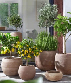 Olive, Ministamm -Garten Umfassend Geschäft 4067054 4067088 4067112 WE MO 003 TerrakottaTopfBalloonGC07