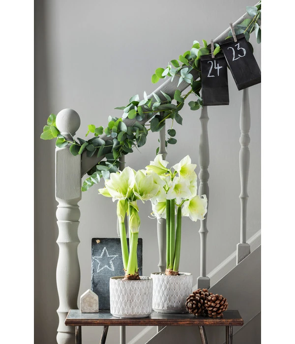 Amaryllis - Hippeastrum Hybride 'Alfresco' 6 Amaryllis - Hippeastrum Hybride 'Alfresco' – Bild 4