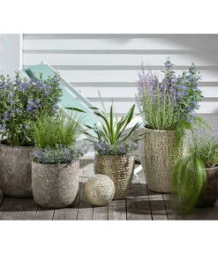 Bartblume 'Blue Knight' -Garten Umfassend Geschäft 4435640 WE MO 005 KeramikTopfBungxe