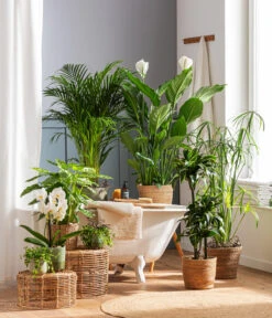 Zypergras - Cyperus Glaber -Garten Umfassend Geschäft 4440343 4439022 4438990 WE MO 002 IgmarBraun