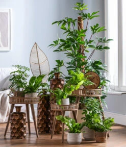 Dehner Keramik-Übertopf Elias, Bauchig, Braun -Garten Umfassend Geschäft 4448270 WE MO 002 EvergreensScheffleraElias