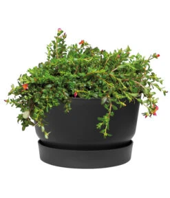 Elho Kunststoff-Schale Greenville, Ca. Ø33/H19,5 Cm -Garten Umfassend Geschäft 4474292 WE DE 001 elhoKunststoffSchaleGreenville