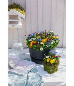 Elho Kunststoff-Schale Greenville, Ca. Ø33/H19,5 Cm -Garten Umfassend Geschäft 4474292 WE MO 002 elhoKunststoffSchaleGreenville