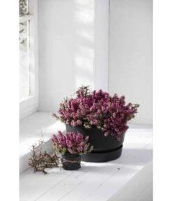 Elho Kunststoff-Schale Greenville, Ca. Ø33/H19,5 Cm -Garten Umfassend Geschäft 4474292 WE MO 003 elhoKunststoffSchaleGreenville