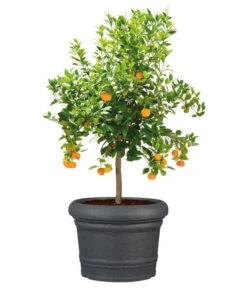 Scheurich Kunststoff-Topf Venice, Rund, Ca. Ø60/H44,5 Cm -Garten Umfassend Geschäft 4498416 WE FS 003 ScheurichKunststoffTopfVenicerund