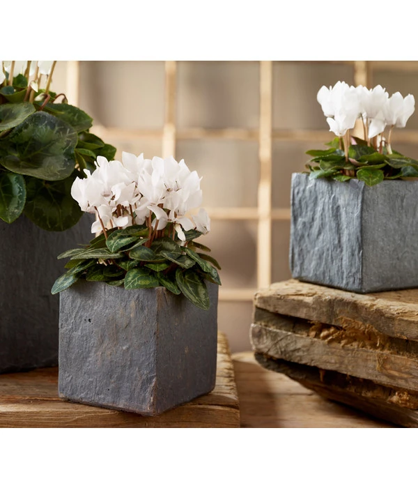 Midi Alpenveilchen, Verschiedene Sorten 13 Midi Alpenveilchen, Verschiedene Sorten – Bild 11