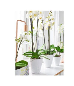 Dehner Keramik-Übertopf Stone, Konisch, Weiß, Ca. Ø14 Cm 7 Dehner Keramik-Übertopf Stone, Konisch, Weiß, Ca. Ø14 Cm -Garten Umfassend Geschäft 5266416 5163936 5356142 PR MO 001 KeramikOrchideentopfWeiss