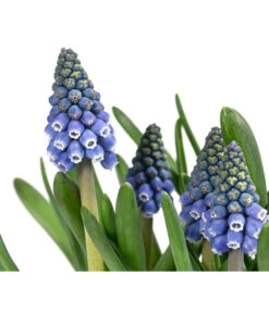 Traubenhyazinthen In Zinkschale, Ca. Ø29 Cm -Garten Umfassend Geschäft 6019152 WE DE 001 MuscariMarleen2T11Traubenhyazinthe