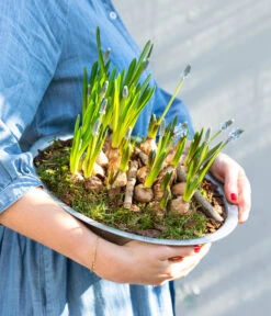 Traubenhyazinthen In Zinkschale, Ca. Ø29 Cm -Garten Umfassend Geschäft 6019152 WE MO 001 ZinkschaleTraubenhyazinthen
