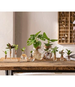 Waterplant Balsamapfel Im Kugelglas - Clusia Rosea 'Princess', Mit LED -Garten Umfassend Geschäft 6125066 WE MO 001 WaterPlants 1