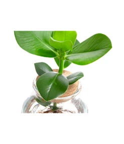 Waterplant Balsamapfel Im Kugelglas - Clusia Rosea 'Princess', Ca. 30 Cm -Garten Umfassend Geschäft 6125082 WE DE 001 WaterPlantsClusia12cm