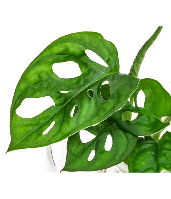 Waterplant Fensterblatt Im Glas - Monstera Adansonii, Ca. 30 Cm 4 Waterplant Fensterblatt Im Glas - Monstera Adansonii, Ca. 30 Cm – Bild 2