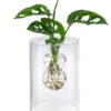 Waterplant Fensterblatt Im Glas - Monstera Adansonii, Ca. 30 Cm 1 Waterplant Fensterblatt Im Glas - Monstera Adansonii, Ca. 30 Cm -Garten Umfassend Geschäft 6188163 WE FS 001 WaterPlantGlasvaseMonstera