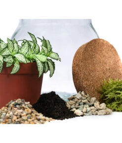 Flaschengarten DIY-Set Fittonia, 6-teilig, Ca. Ø15/H18 Cm -Garten Umfassend Geschäft 6188510 WE DE 001 FlaschengartenKlein