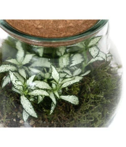 Flaschengarten DIY-Set Fittonia, 6-teilig, Ca. Ø15/H18 Cm -Garten Umfassend Geschäft 6188510 WE DE 002 FlaschengartenKlein