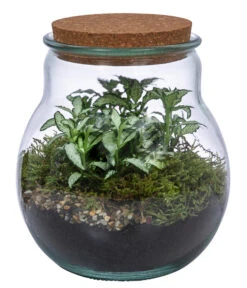 Flaschengarten DIY-Set Fittonia, 6-teilig, Ca. Ø15/H18 Cm