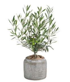 Olive, Busch, In Keramik, Ca. Ø16/H40 Cm