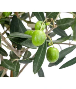 Olive, Busch, In Keramik, Ca. Ø16/H40 Cm -Garten Umfassend Geschäft 6267579 WE DE 001 OleaEurop Stamm90cmWeiss