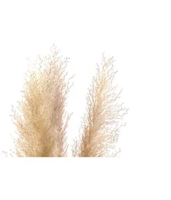 Trockenblumenbund Pampasgras, Natur 7 Trockenblumenbund Pampasgras, Natur -Garten Umfassend Geschäft 6272595 WE DE 001 PampasgrasNatur145cm