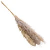 Trockenblumenbund Pampasgras, Natur -Garten Umfassend Geschäft 6272595 WE FS 001 PampasgrasNatur145cm
