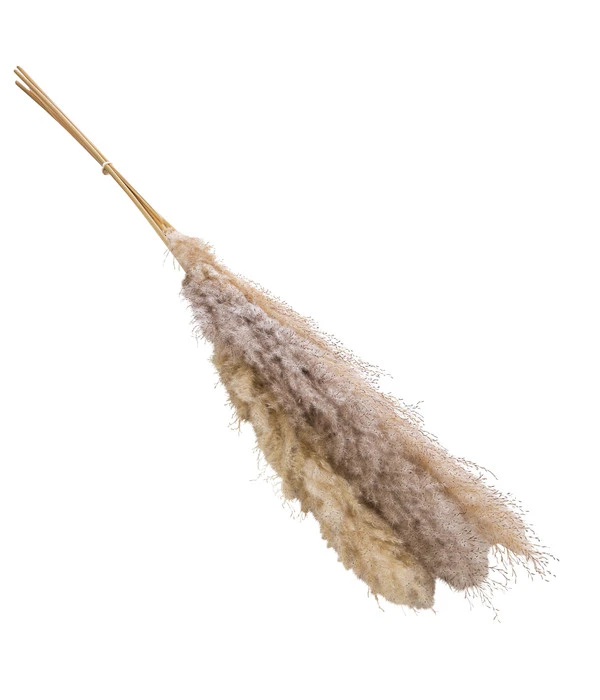 Trockenblumenbund Pampasgras, Natur 3 Trockenblumenbund Pampasgras, Natur