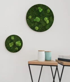 StyleGREEN Bild Aus Wald- Und Kugelmoos, Kreisförmig, Ca. Ø34 Cm -Garten Umfassend Geschäft 6429757 6429765 WE MO 001 Wald Kugelmoosbild