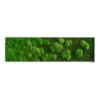 StyleGREEN Bild Aus Wald- Und Kugelmoos Im Verlauf, Ca. B140/H40/T7 Cm -Garten Umfassend Geschäft 6429799 WE FS 001 Wald Kugelmoosbild140x40cm