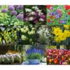 Dehner Blumenzwiebel 5 Monate Blütenpracht, 200 Stk. -Garten Umfassend Geschäft 6617286 WE MO 001 DehnerBlumenzwiebel5MonateBlumenpaket