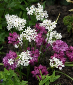 Dehner Blumenzwiebel 5 Monate Blütenpracht, 200 Stk. -Garten Umfassend Geschäft 6617286 WE MO 002 DehnerBlumenzwiebel5MonateBlumenpaket