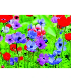 Dehner Blumenzwiebel 5 Monate Blütenpracht, 200 Stk. -Garten Umfassend Geschäft 6617286 WE MO 003 DehnerBlumenzwiebel5MonateBlumenpaket